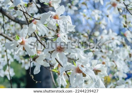 White beautiful large flowers on the branches of a bare tree against the blue sky. White magnolia blossoms close-up. Spring flower background. Blooming magnolia tree with white flowers in spring day.