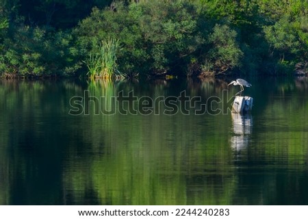 Gray heron (Ardea cinerea) standing on a piece of wood in the middle of a beautiful green lake, looking for fish under the water surface. The grey heron is a long-legged predatory wading bird. Royalty-Free Stock Photo #2244240283