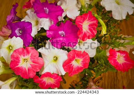 Beautiful flowers of petunia