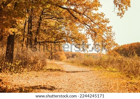 Autumn landscape - forest road golden trees and falling leaves. Beautiful falling season. 