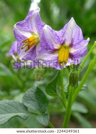 Flowers on potato plants for growing seeds in natural conditions                               