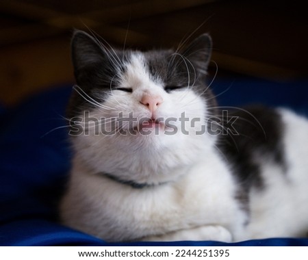 white gray cat smiling showing his two fangs ,smug face Royalty-Free Stock Photo #2244251395