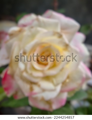 Defocused blurry abstract background of a rose flower in the garden