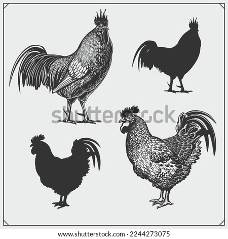 Illustration of roosters. Vector silhouettes. Black and white.