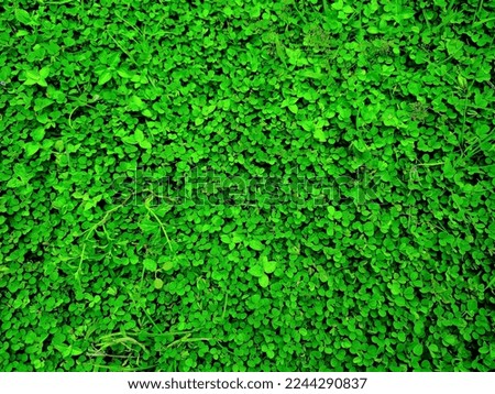 green grass that thrive on an empty yard