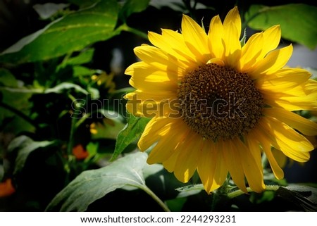 the sunflowers that bloom are very beautiful with a natural background