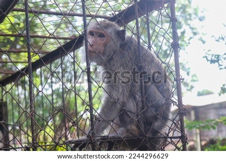 monkey in zoo in Indonesia, perfect picture of monkey sitting in cage.
