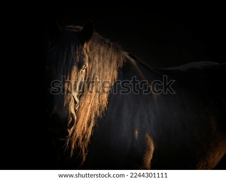 Portrait of horse. Animals in the village, countryside landscape. Head horse closeup.