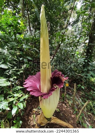 Amorpopalus titanum, a rare carrion flower blooms in TNBBS Royalty-Free Stock Photo #2244301365