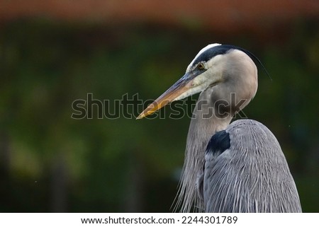                       Great Blue Heron at at the water’s edge in the morning sunlight at Jarvis Creek Park.          Royalty-Free Stock Photo #2244301789