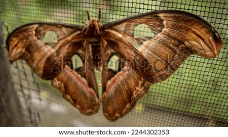 butterfly with blurry background in the garden. blurry background. close up animal picture. green blurry background.
