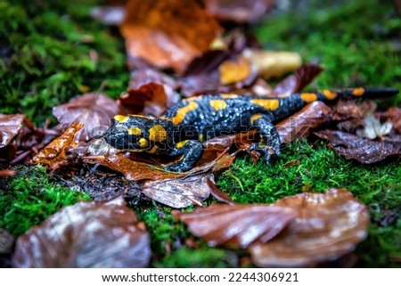The fire salamander (Salamandra salamandra) is possibly the best-known salamander species in Europe. Macro portrait on moss in the forest. Wild animal theme