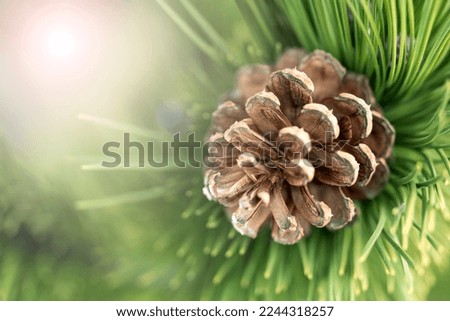 Branches of spruce forest nature landscape. Christmas background symbol of the holiday evergreen tree with needles. Low depth of field