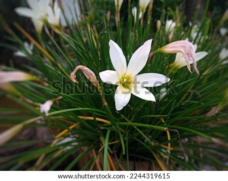 White flowers with common name that include autumn zephyr lily, white windflower, white rain lily, and peruvian swamp lily with unfocused background.