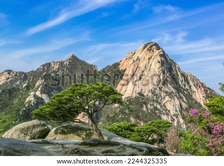 Low angle and spring view of a pine tree on the rock with pink flowers against Insubong Peak at Bukhansan Mountain near Goyang-si, South Korea
 Royalty-Free Stock Photo #2244325335