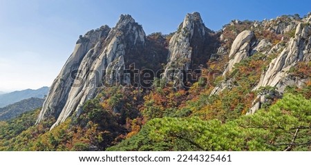 Panoramic and autumnal view of pine trees against maple with rocks and cliffs of Jaunbong Peak and Sinseondae Cliff at Dobongsan Mountain of Dobong-gu near Seoul, South Korea
 Royalty-Free Stock Photo #2244325461