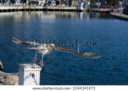 Flying seagulls. Seagull birds on the sea