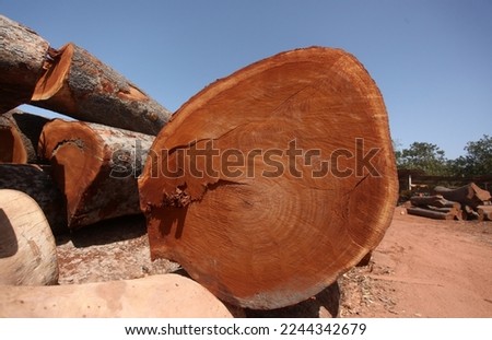 Brikama, Gambia, Africa - horizontal photography of a huge cut wooden tree trunks, lying on a sandy ground, with blue sky and trees in the background, outdoors on a sunny day