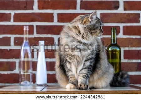 Bottles and vases on the background of a brick wall, standing on the table. A cat that accidentally got into the frame.