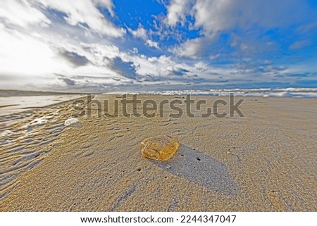 Picture of a stranded jellyfish on a winter beach in Denmark