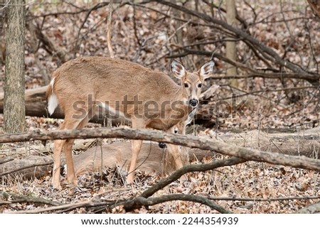 White Tailed Deer in the woods