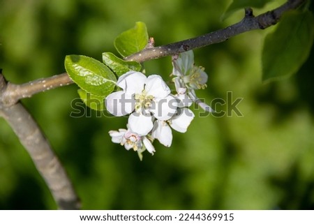apple tree flowers, apple branches with flowers, spring flowering apple trees