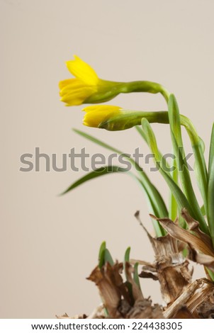 narcissus flower 
