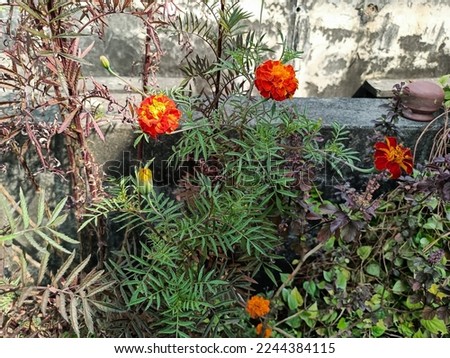 Stock photo of beautiful ornage color marigold flower, blooming in the terrace garden under bright sunlight. flower and leaves on blur background at Kolhapur, Maharashtra, India.selective focus