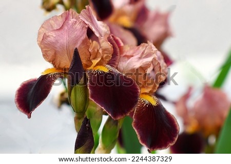 Iris of the variety "Indian Chief" Royalty-Free Stock Photo #2244387329