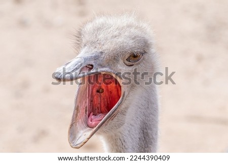 red neck ostrich is curious while getting a close up picture during your safari on a sunny day