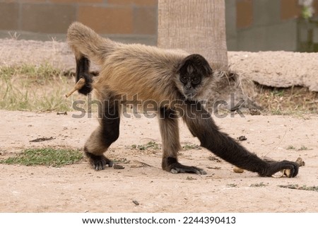 black handed spider monkey is curious and looking for snacks on a sunny day in cpativity Royalty-Free Stock Photo #2244390413