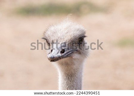 red neck ostrich is curious while getting a close up picture during your safari on a sunny day