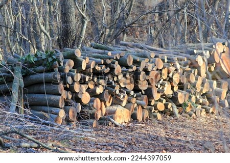 Harvesting firewood in the forest. Felled tree trunks
