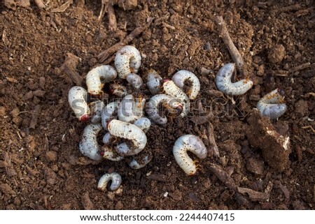 White worms in the earth. Good for fishing bait, worm farm and compost.