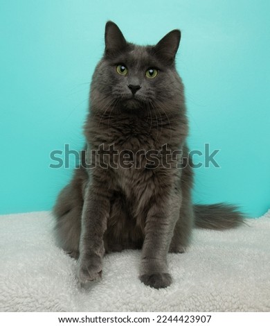 cute grey fluffy cat with green eyes sitting down with paw up