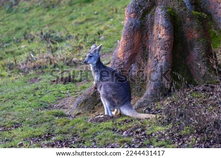 A kangaroo sitting by a massive tree and grass growing under the tree. Beautiful bokeh.