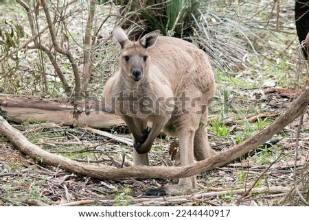the male western grey kangaroo is large and muscular