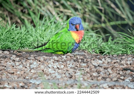 the rainbow lorikeet is looking for food on the ground