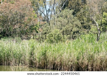 the billabong has trees and reeds next to the water