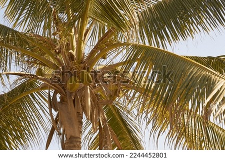 A tropical palm tree with coconuts in the sun with a blue sky in the background