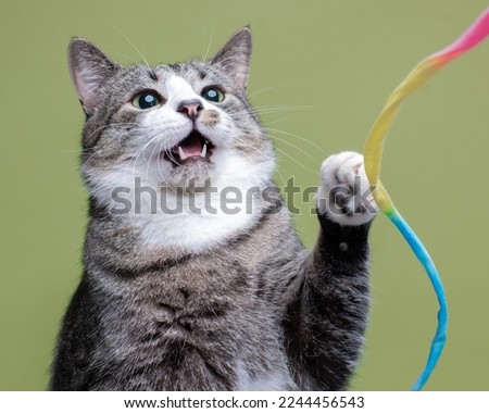 Cute photo of a tabby cat playing with a toy