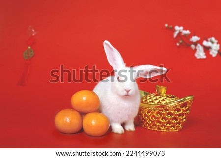 Happy Lunar Chinese New Year 2023, cute white rabbit bunny with gold ingot, Mandarin orange and plum blossom flower on red background, lucky symbol item oriental Asian style.