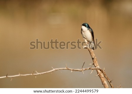 One Tree Swallow (Tachycineta bicolor) perched on a stick with a thorny branch and a diffused blurred brown background. Taken in Delta, BC, Canada.