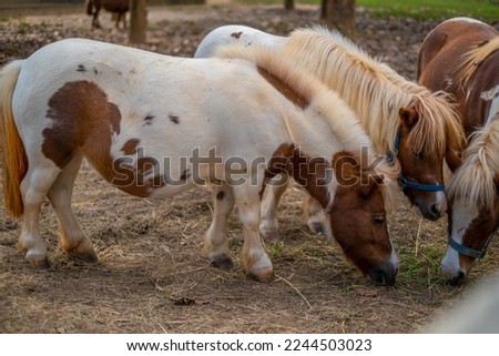 
The hairs and heads of dwarf horses with white feathers and brown, Brown dwarf horse 