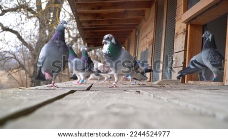 Pigeon Bird Royalty Free Photo