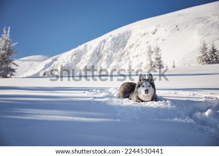 Portrait of Alaskan Malamute dog on snow. Winter hiking in the mountains. Carpathian mountains, Ukraine.