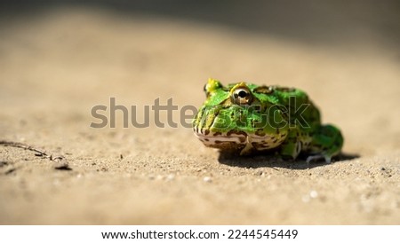 Ceratophrys Canwelli or Pacman frog (Argentina horned frog) Green Color on dry ground side view