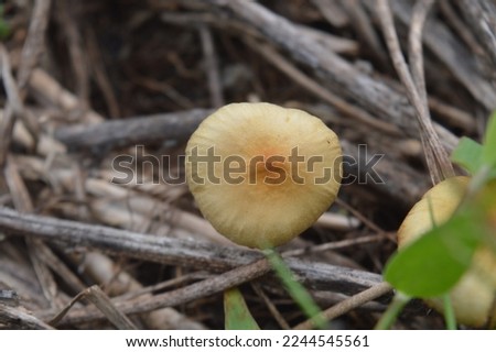 mushroom plants growing wild in the garden, mushrooms against a background of dry twigs