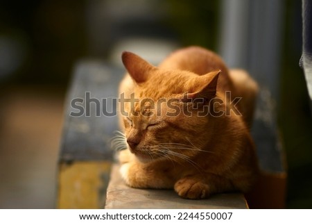 a cat with a pattern of orange stripes relaxing and sunbathing