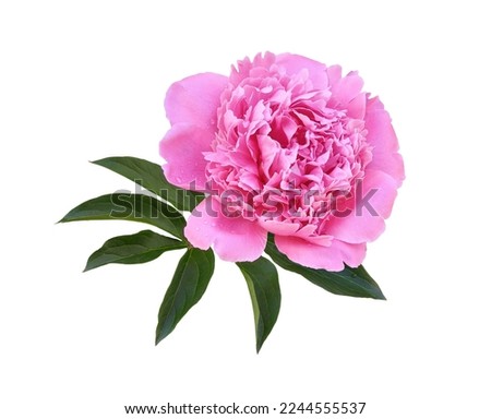 Pink peony flower and leaves isolated on white
